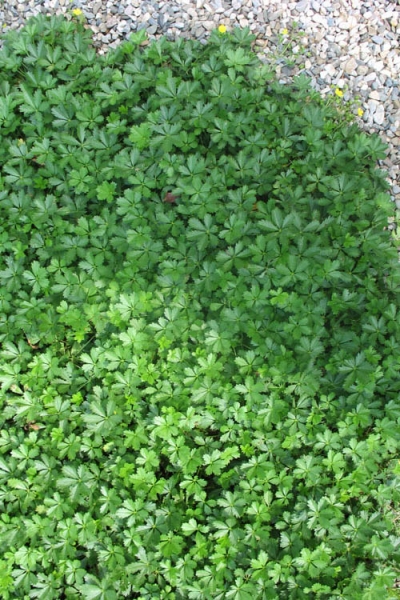 Creeping Alpine Cinquefoil