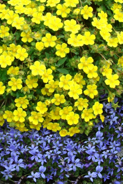 Creeping Alpine Cinquefoil