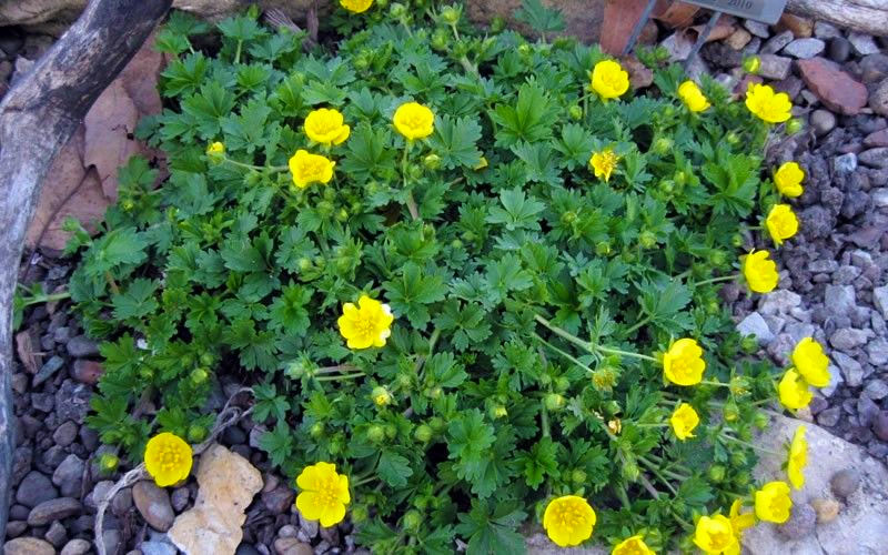 Creeping Alpine Cinquefoil