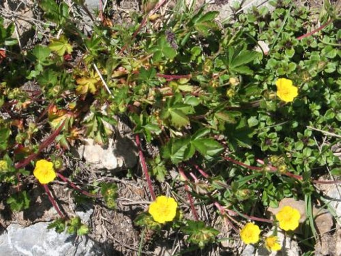 Creeping Alpine Cinquefoil