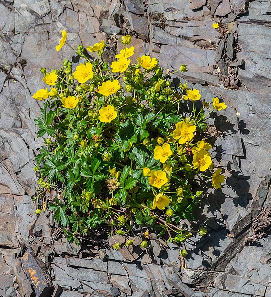 Creeping Alpine Cinquefoil