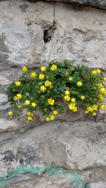Creeping Alpine Cinquefoil
