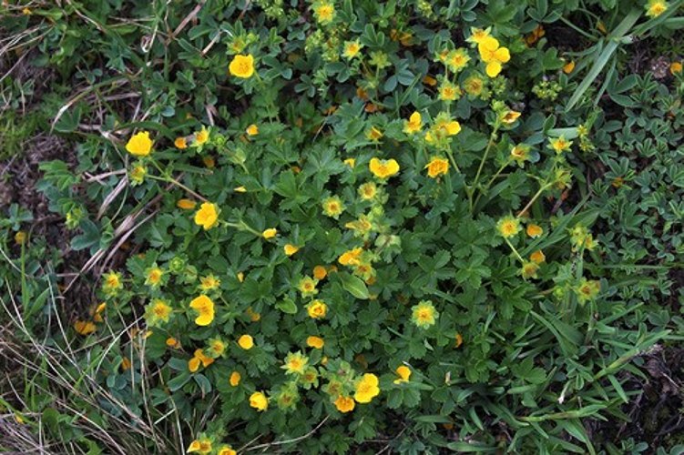 Creeping Alpine Cinquefoil