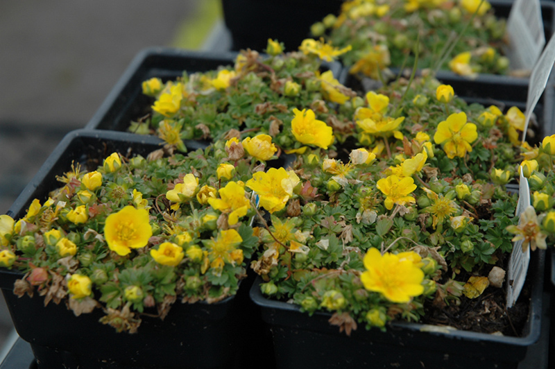 Creeping Alpine Cinquefoil