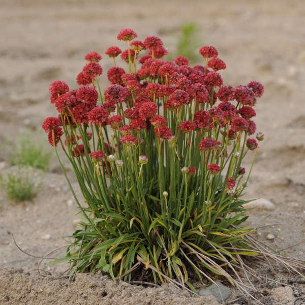 Ballerina Red Sea Thrift