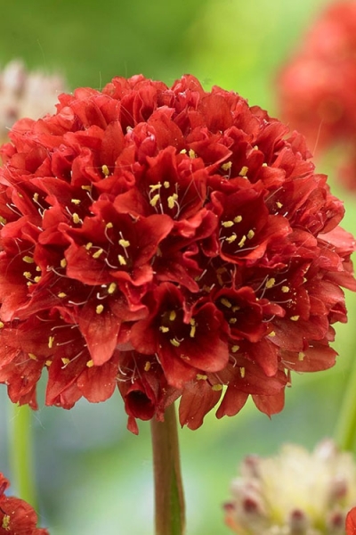Ballerina Red Sea Thrift
