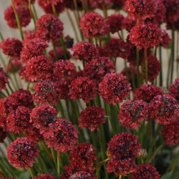 Ballerina Red Sea Thrift