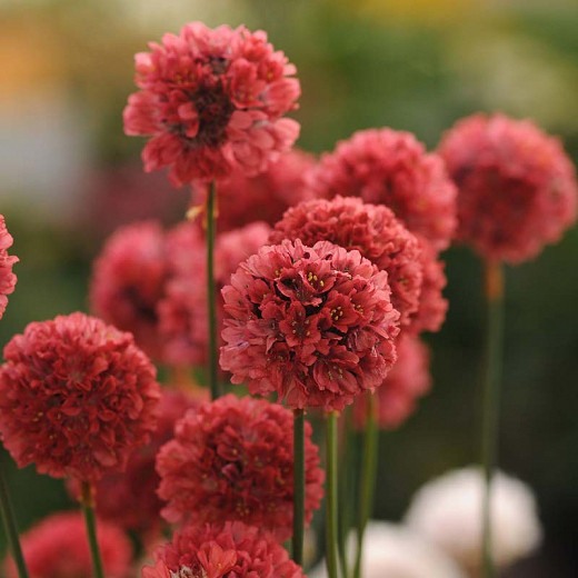 Ballerina Red Sea Thrift