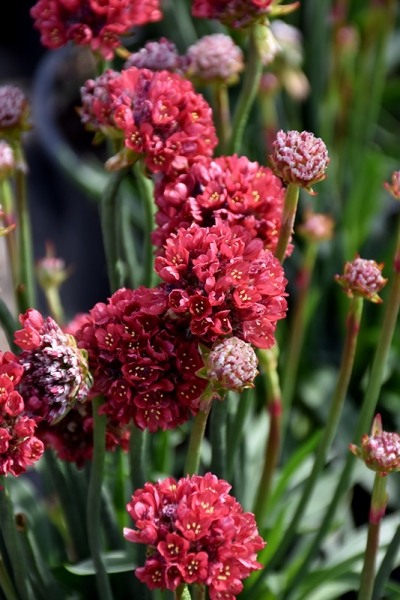 Ballerina Red Sea Thrift