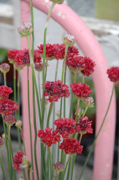 Ballerina Red Sea Thrift