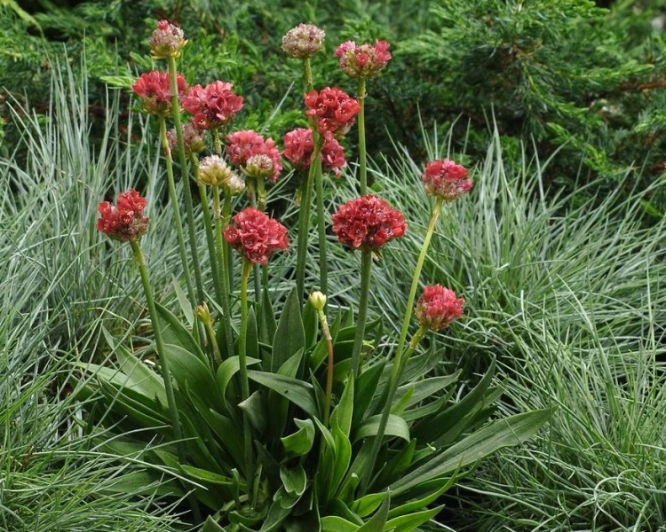 Ballerina Red Sea Thrift