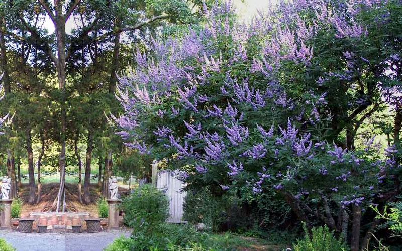 Shoal Creek Chaste Tree