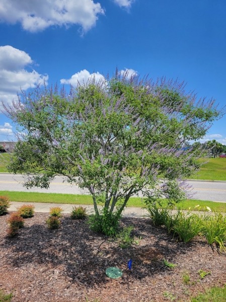 Shoal Creek Chaste Tree
