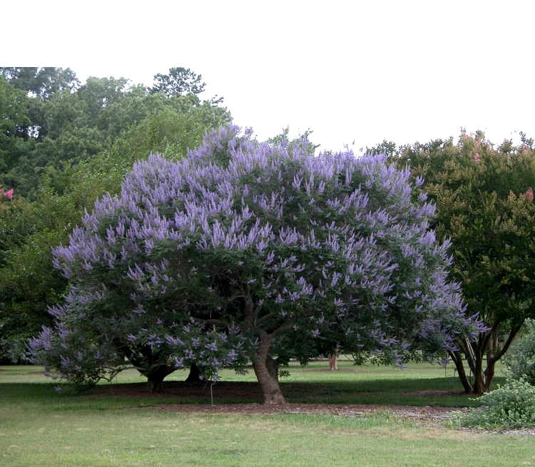 Shoal Creek Chaste Tree