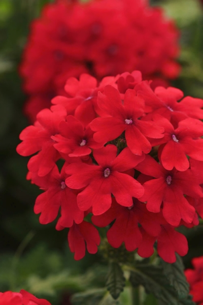 EnduraScape Red Verbena