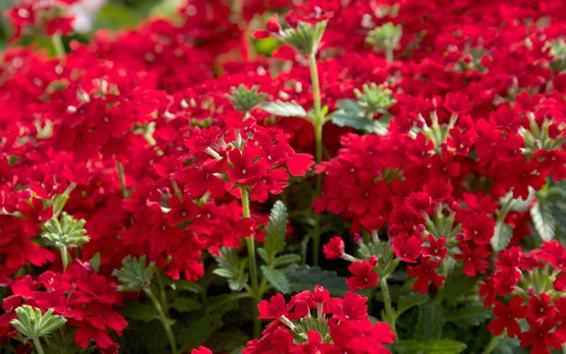 EnduraScape Red Verbena