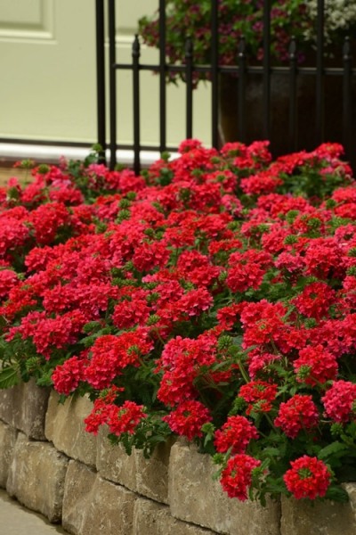 EnduraScape Red Verbena