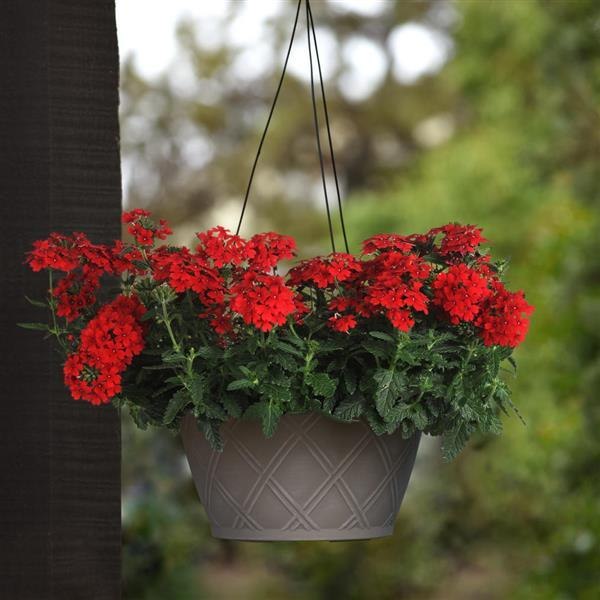 EnduraScape Red Verbena