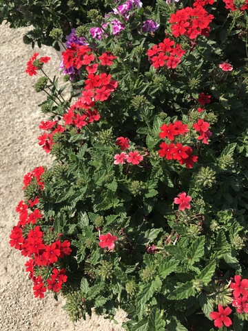 EnduraScape Red Verbena