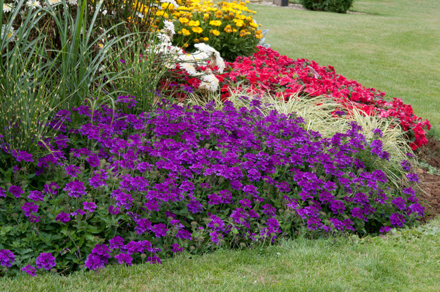 EnduraScape Red Verbena