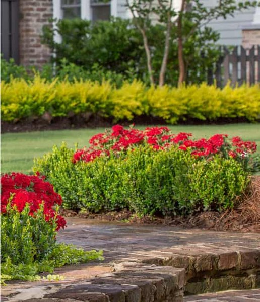 EnduraScape Red Verbena