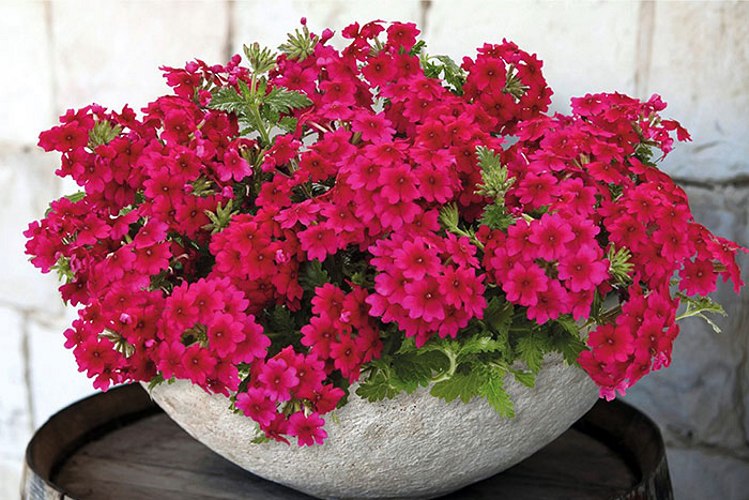 EnduraScape Red Verbena