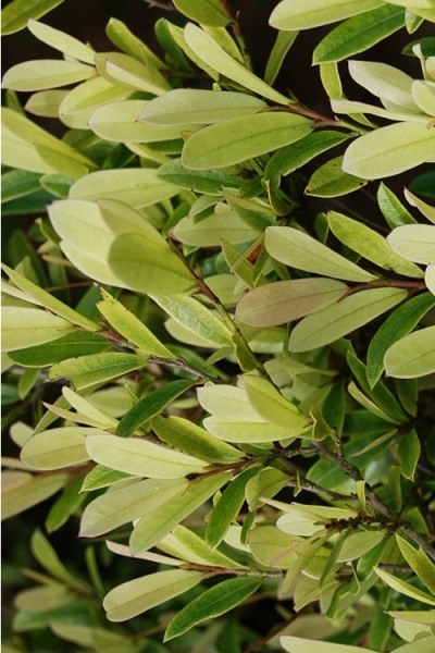 Spring Frost Distylium