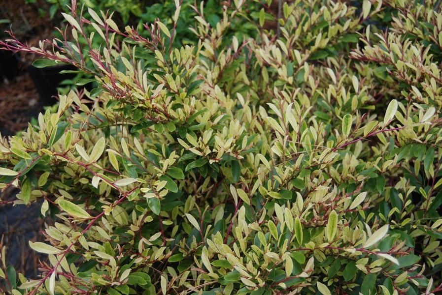Spring Frost Distylium