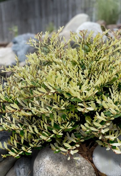Spring Frost Distylium