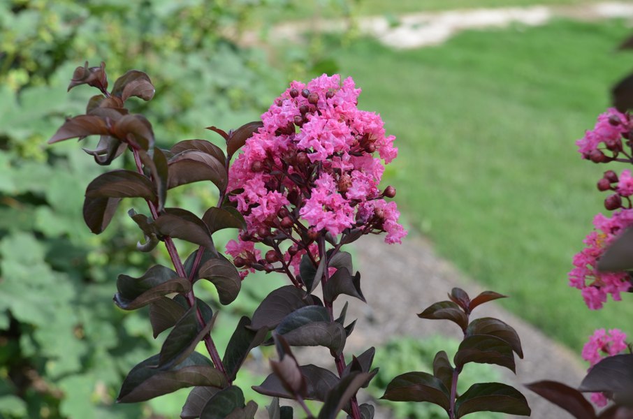 Delta Jazz Crape Myrtle