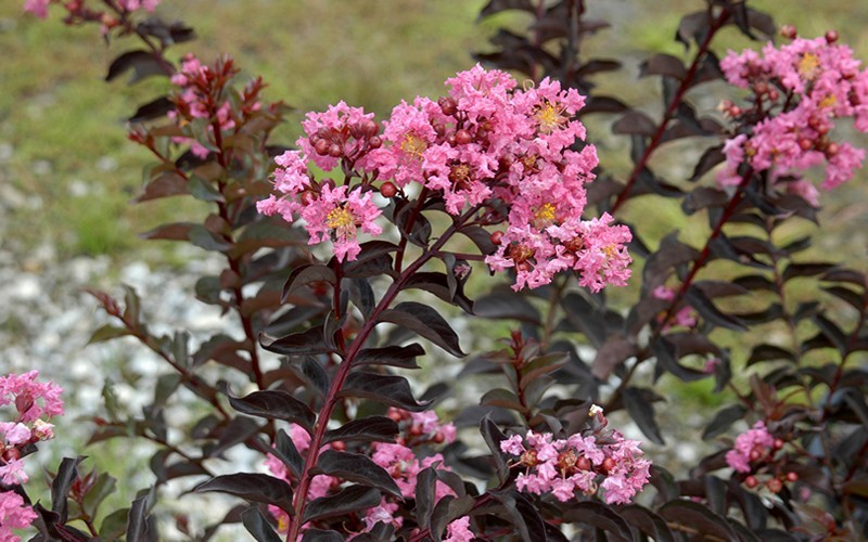 Delta Jazz Crape Myrtle