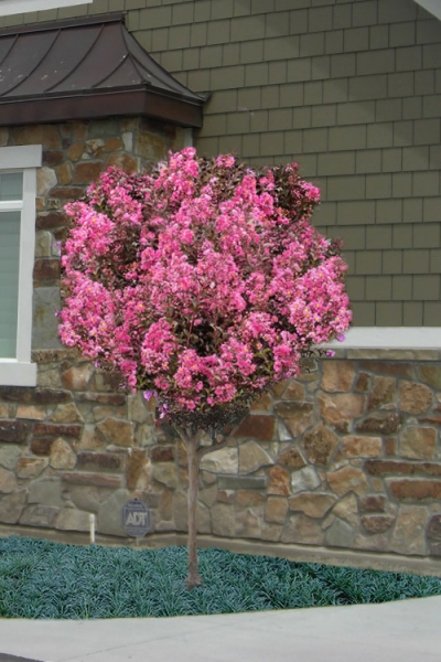Delta Jazz Crape Myrtle