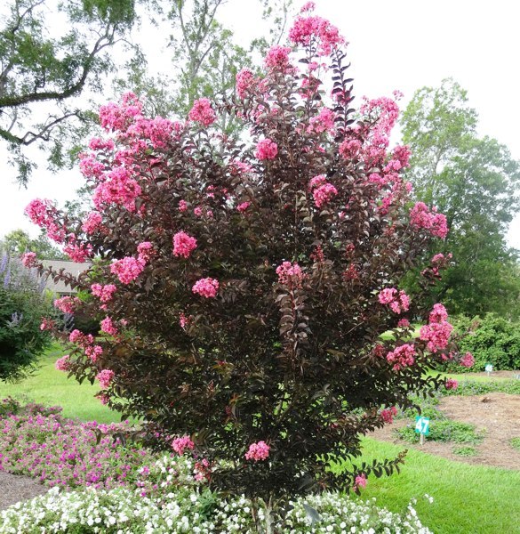 Delta Jazz Crape Myrtle