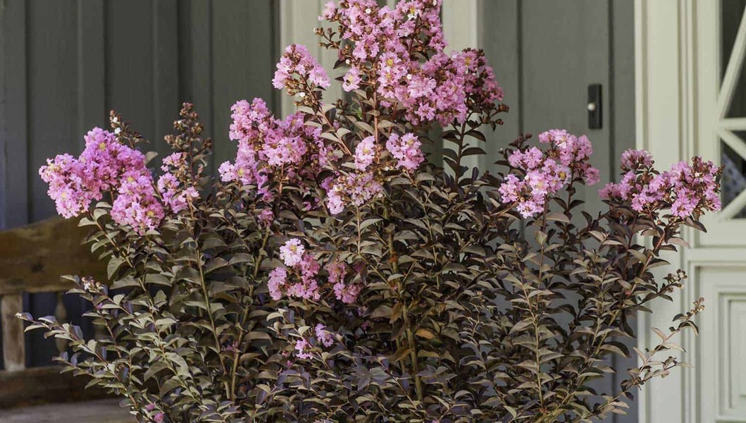 Delta Jazz Crape Myrtle