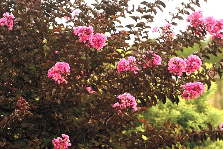 Delta Jazz Crape Myrtle