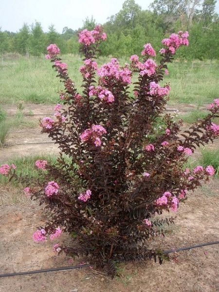 Delta Jazz Crape Myrtle