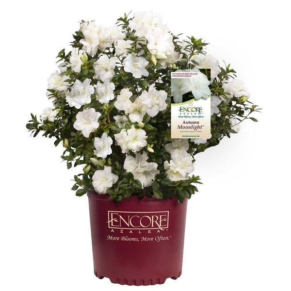 Autumn Moonlight Encore Azalea