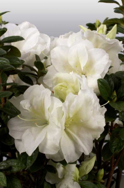 Autumn Moonlight Encore Azalea