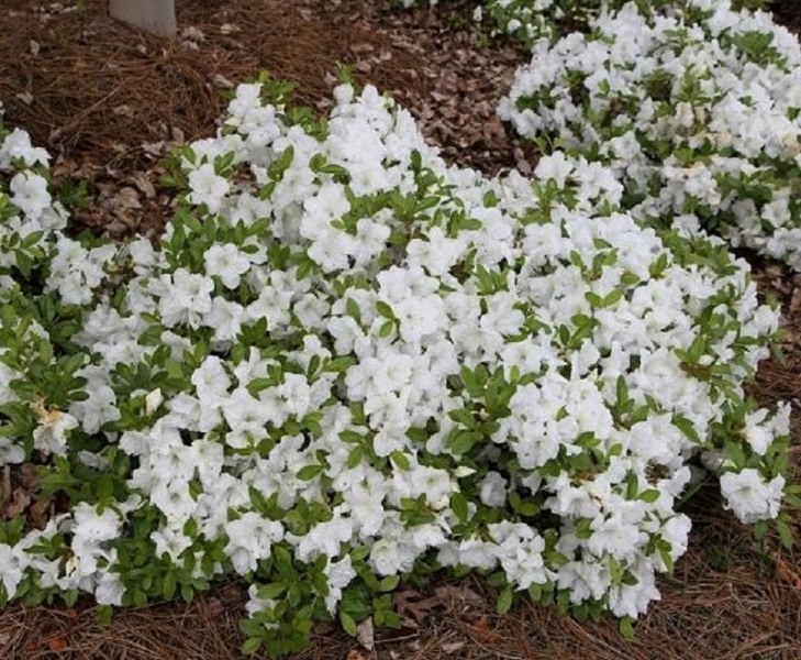 Autumn Moonlight Encore Azalea