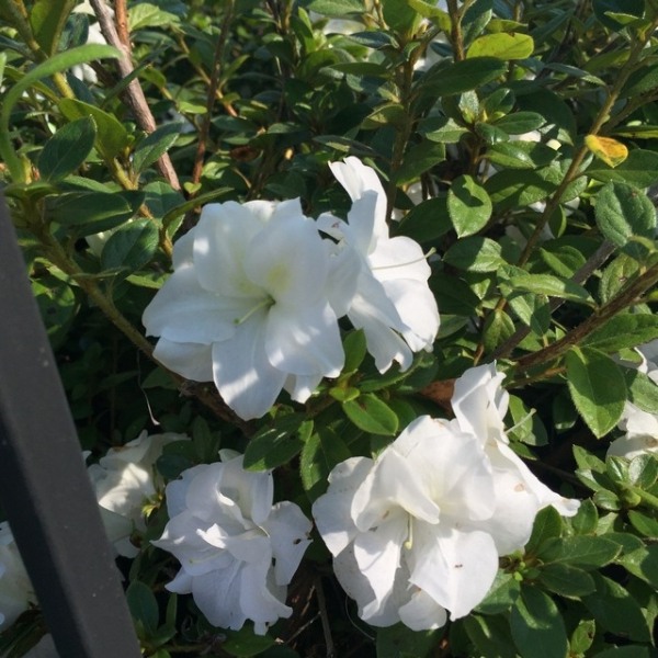 Autumn Moonlight Encore Azalea