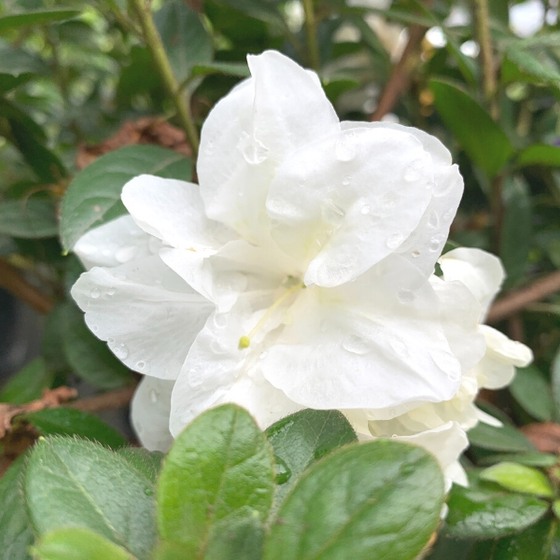 Autumn Moonlight Encore Azalea
