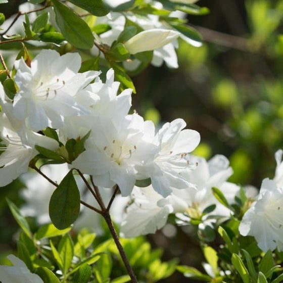 Autumn Moonlight Encore Azalea