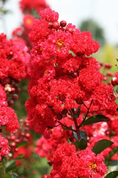 Ruffled Red Magic Crape Myrtle