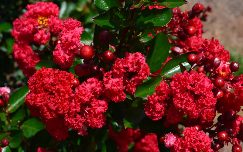Ruffled Red Magic Crape Myrtle