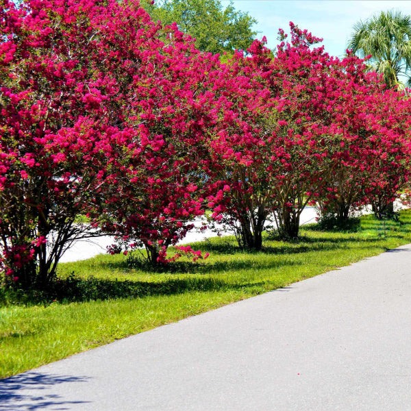 Ruffled Red Magic Crape Myrtle