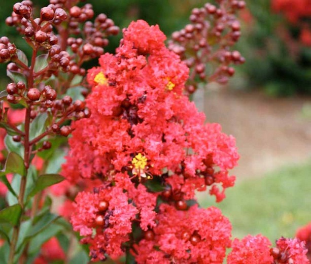 Ruffled Red Magic Crape Myrtle