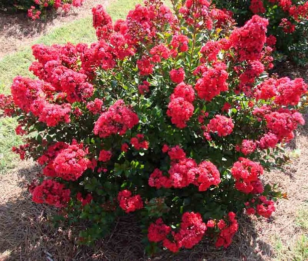 Ruffled Red Magic Crape Myrtle