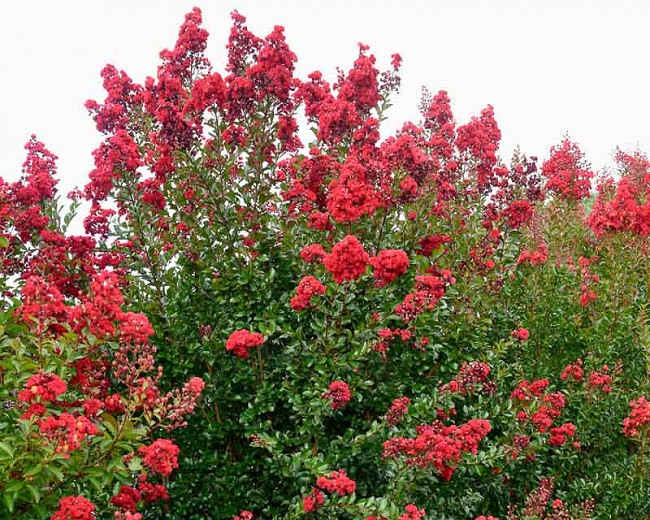 Ruffled Red Magic Crape Myrtle