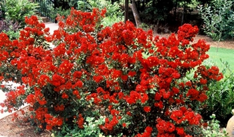 Ruffled Red Magic Crape Myrtle