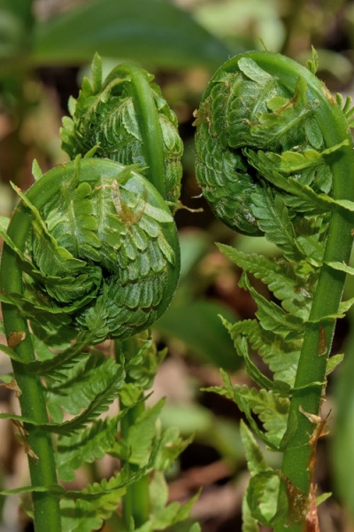 The King Ostrich Fern